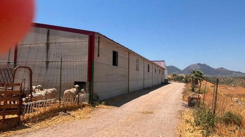 Foto 4 de Finca rústica en venda a Polígono 11 Parcela 23 Pelote. el Saucejo (sevilla, El Saucejo, Sevilla