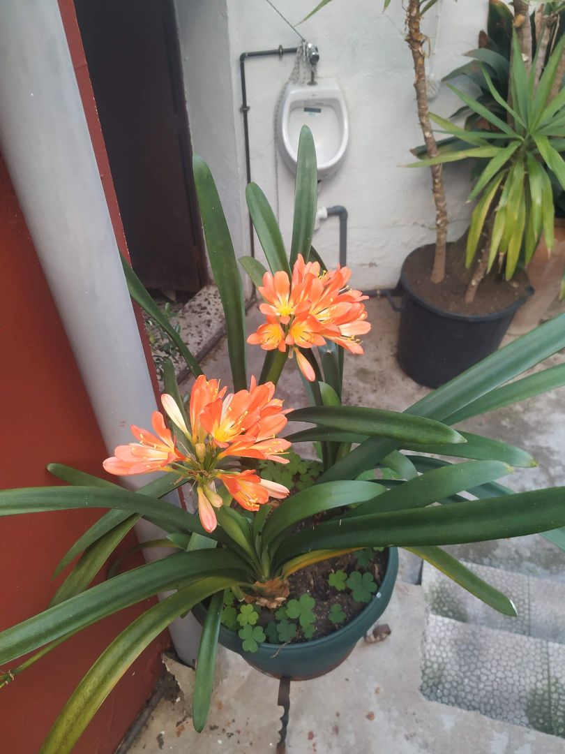 Garden of House or chalet for sale in Cortes de la Frontera