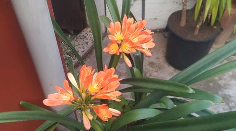 Foto 2 de Casa o xalet en venda a Calle Marqués de Estella, 15, Cortes de la Frontera, Málaga