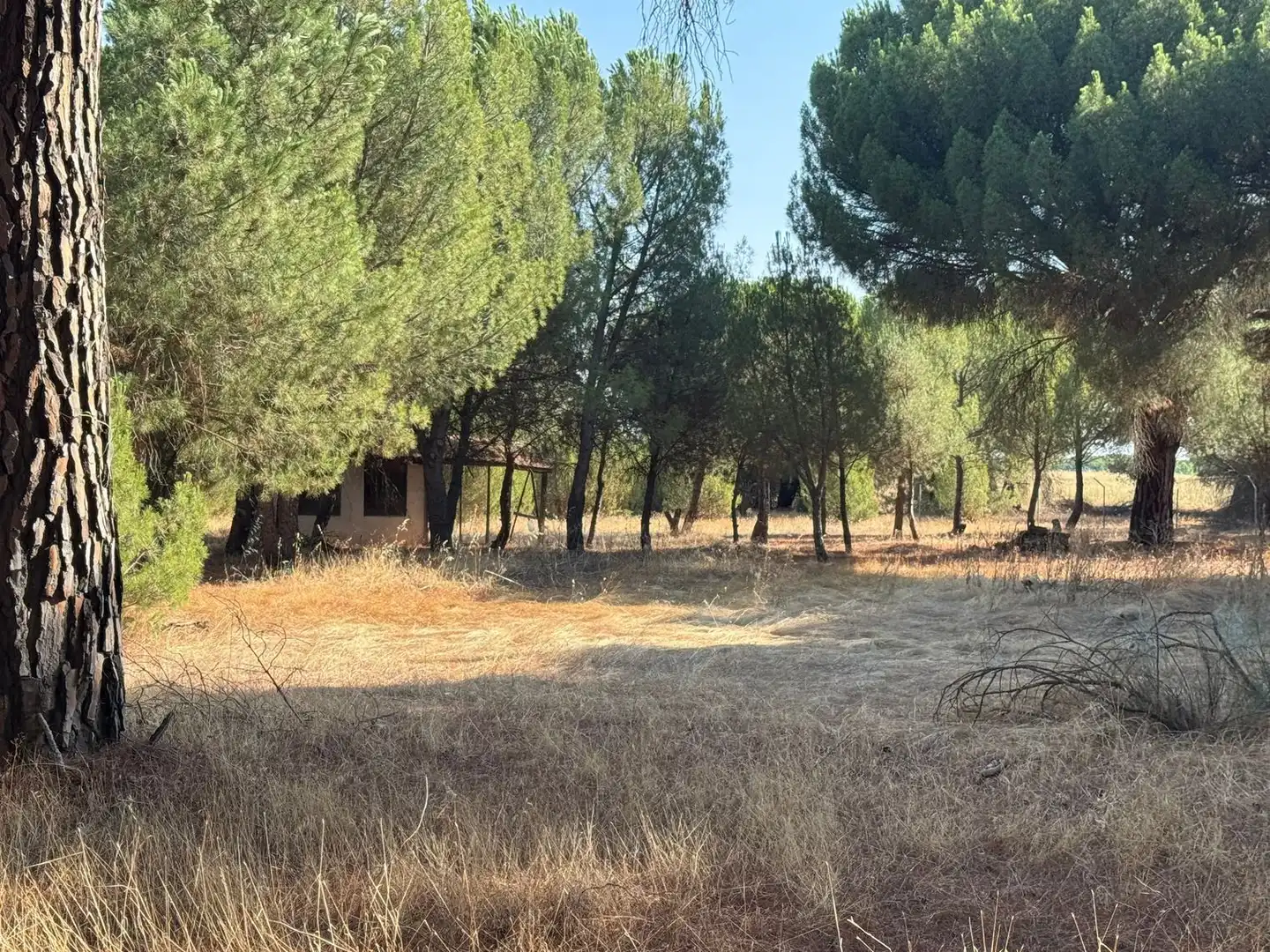 Rural land for sale in Camino del Serrano, imagen 5