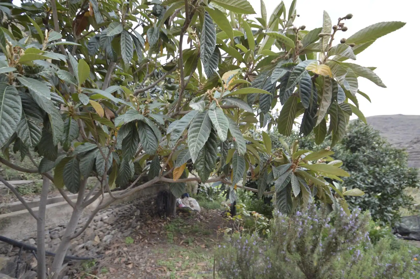 Finca rústica en venta en Gérgal