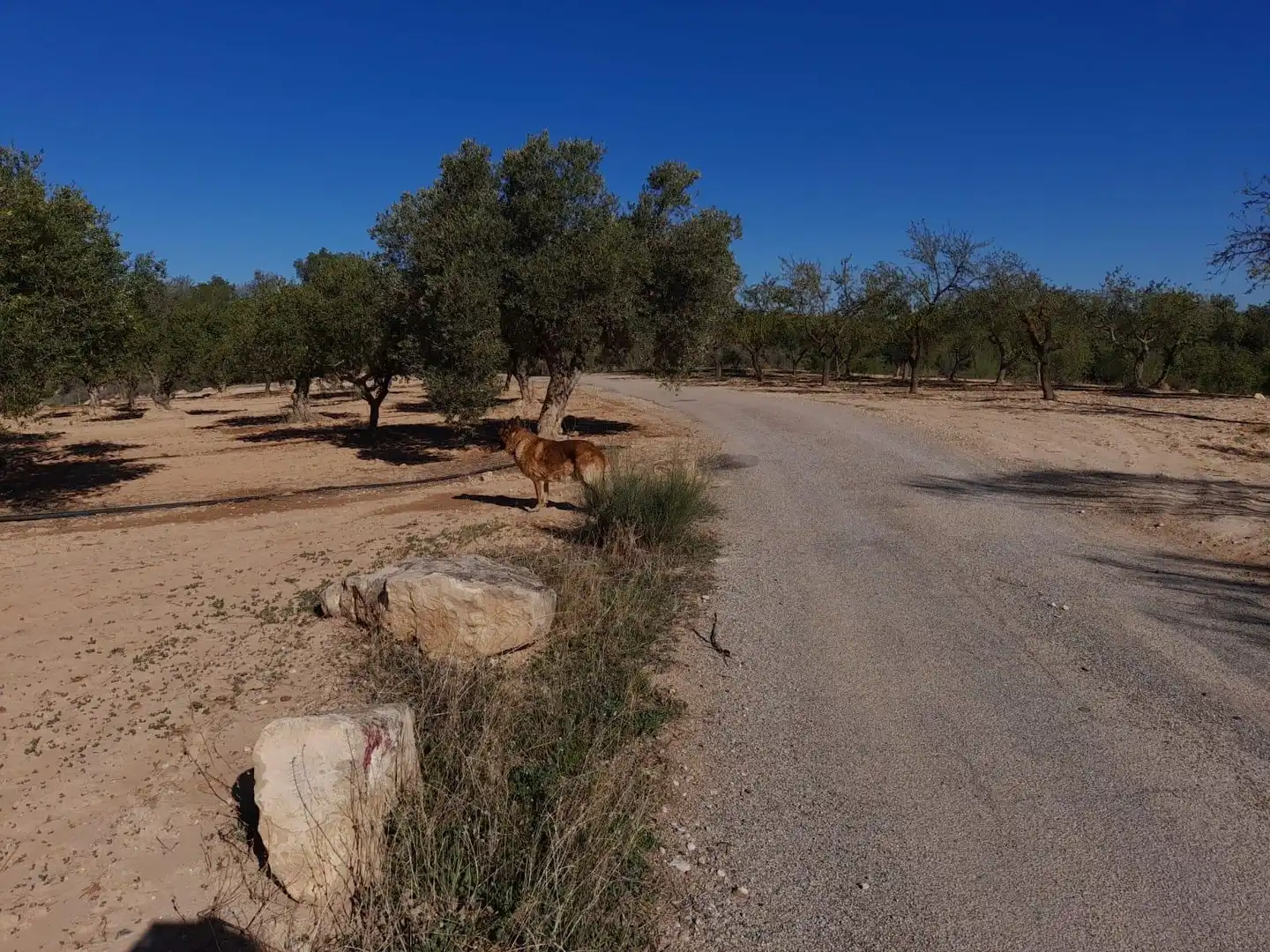 Vista exterior de Casa o xalet en venda en Flix amb Jardí privat, Terrassa i Traster
