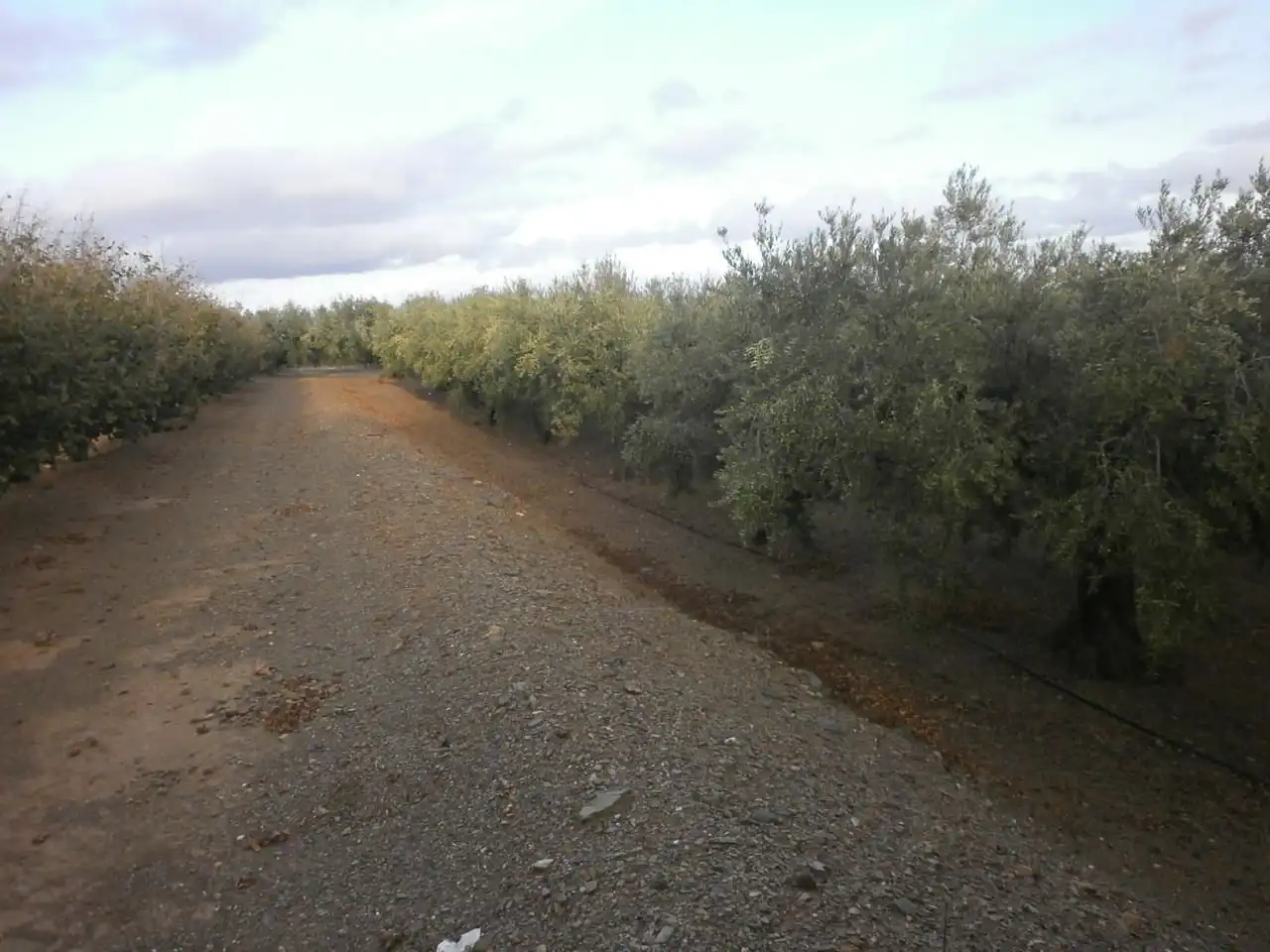 Rural land for sale in Castellvell del Camp, imagen 22