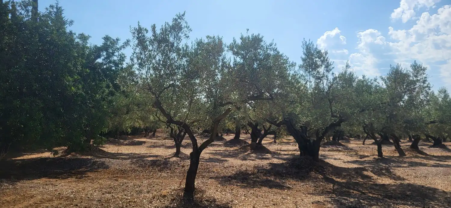 Finca rústica en venta en Mas de Barberans