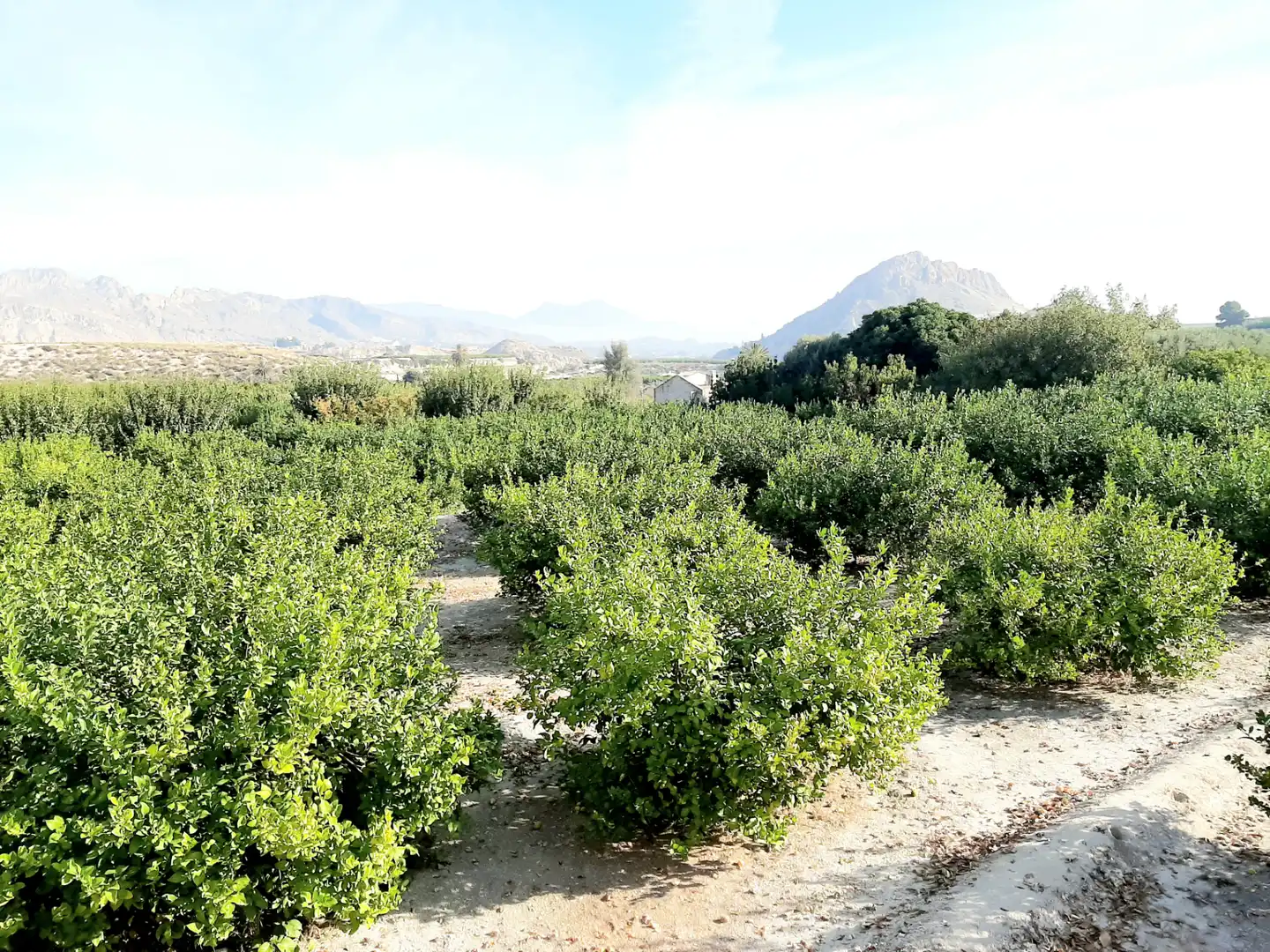 Rural land for sale in Ojós, imagen 6