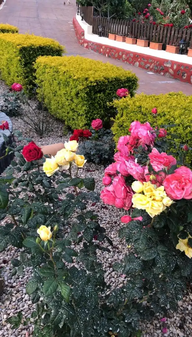 Jardí de Casa o xalet en venda en San Miguel de Abona amb Jardí privat, Traster i Piscina