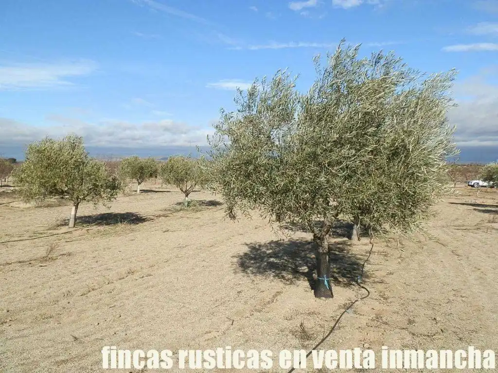 Jardín de Terreno en venta en Mora