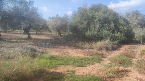 Finca Rúst. en venta en Ulldecona., imatge 5