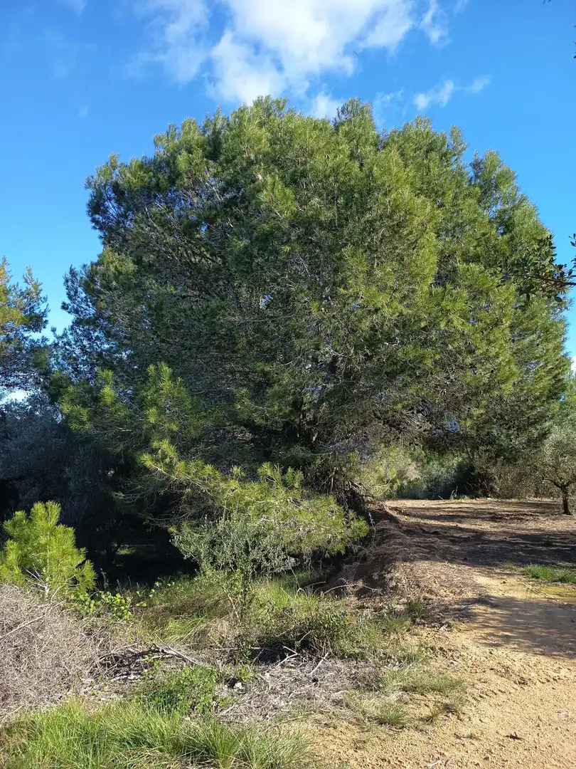 Finca rústica en venda en Ulldecona