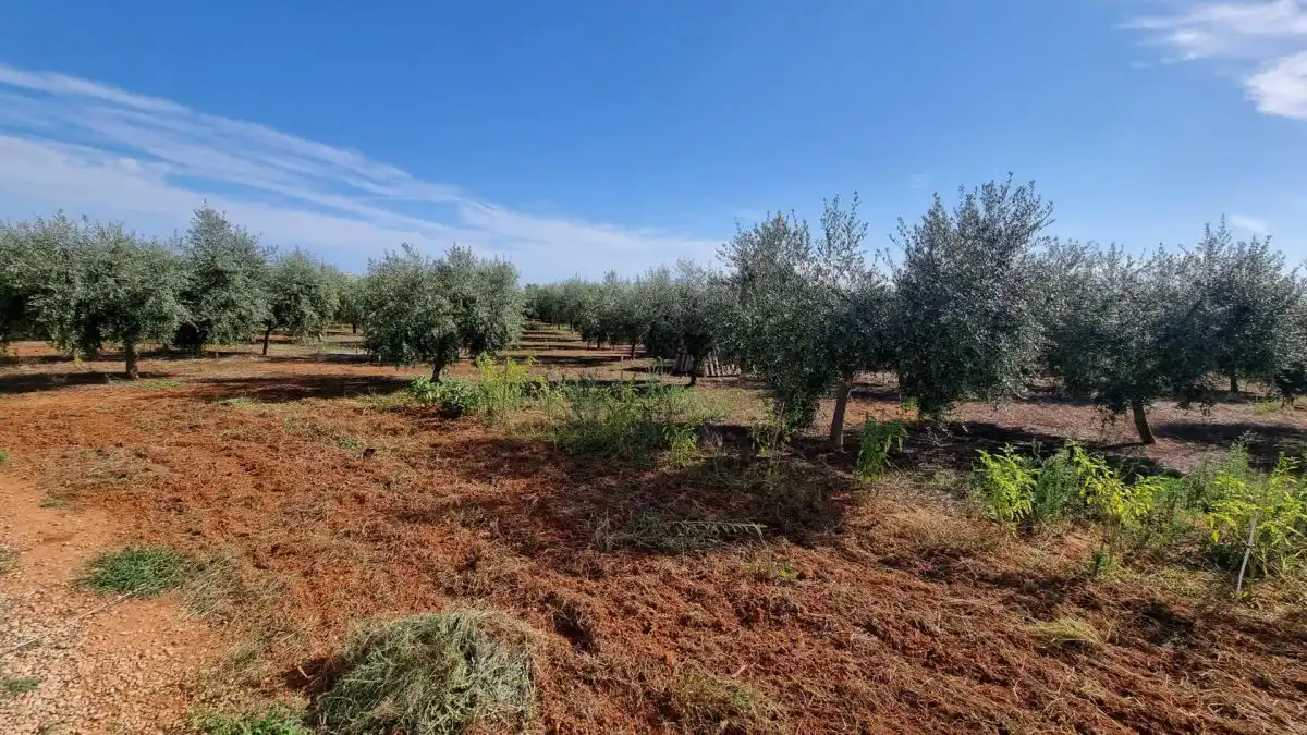 Villa à vendre à CUADRA LA TORTA, imagen 6