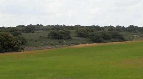 finca en venta 186 has. labor caza menor en Ruidera (Ciudad Real), immagine 3
