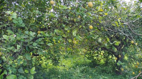 Photo 4 of Country homes for sale in Llano de Brujas, Murcia Capital