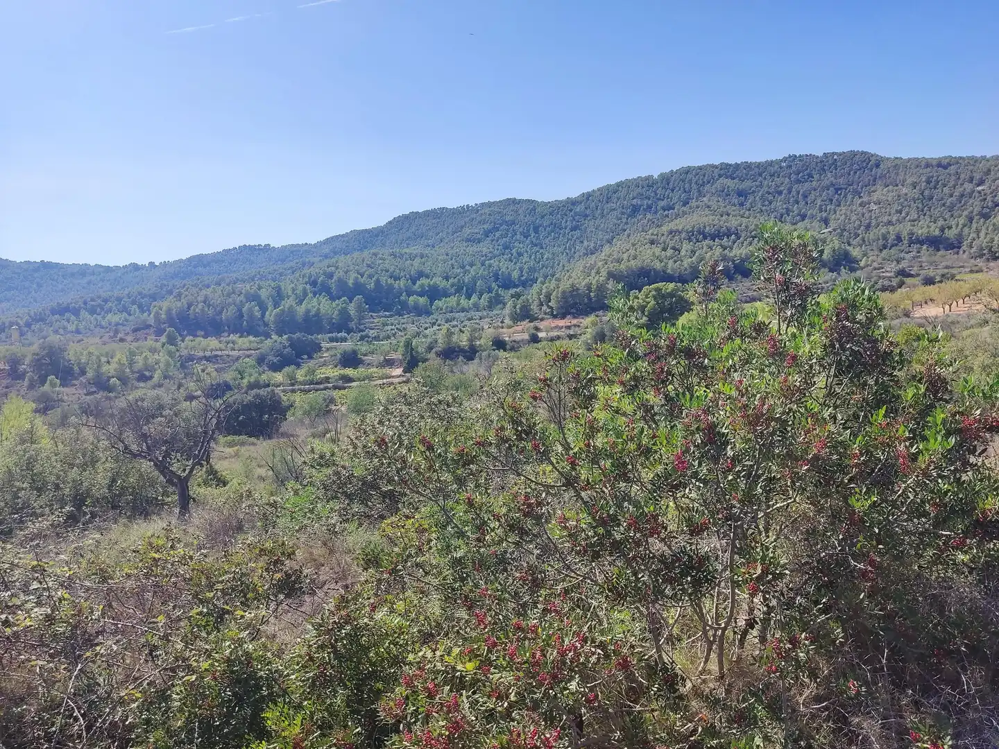 Rural land for sale in Horta de Sant Joan, imagen 10