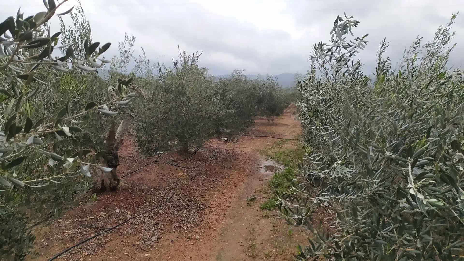 Finca rústica en venta en Marines con Terraza