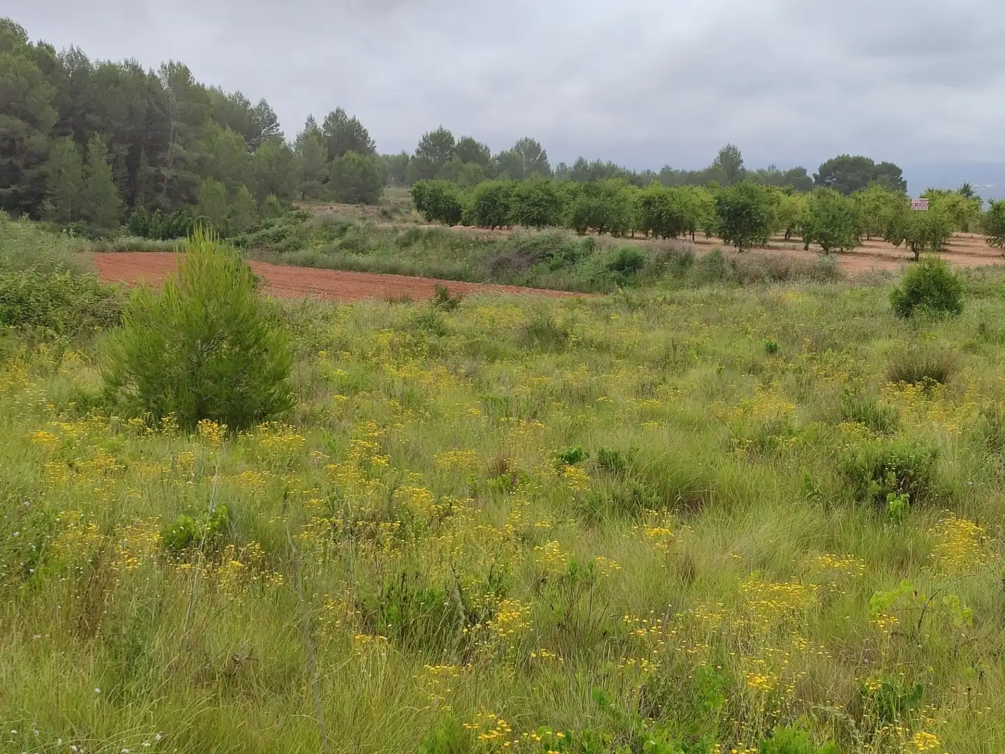 Rural land for sale in Benigànim, imagen 7