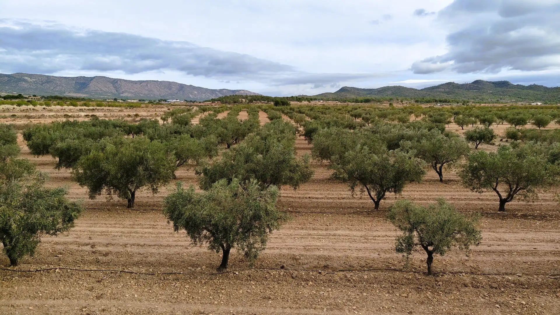 Terreny rústic en venda a Monóvar  / Monòver, imagen 10