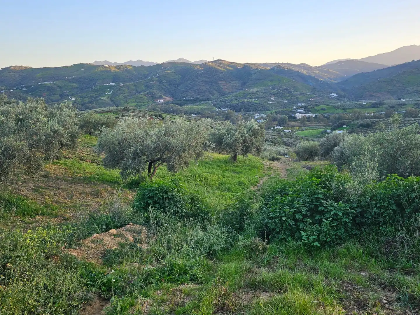 Terreni e lotti in vendita a Alozaina