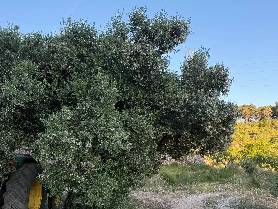 Rustikales Grundstück zum Verkauf in Tosalet 42, imagen 9