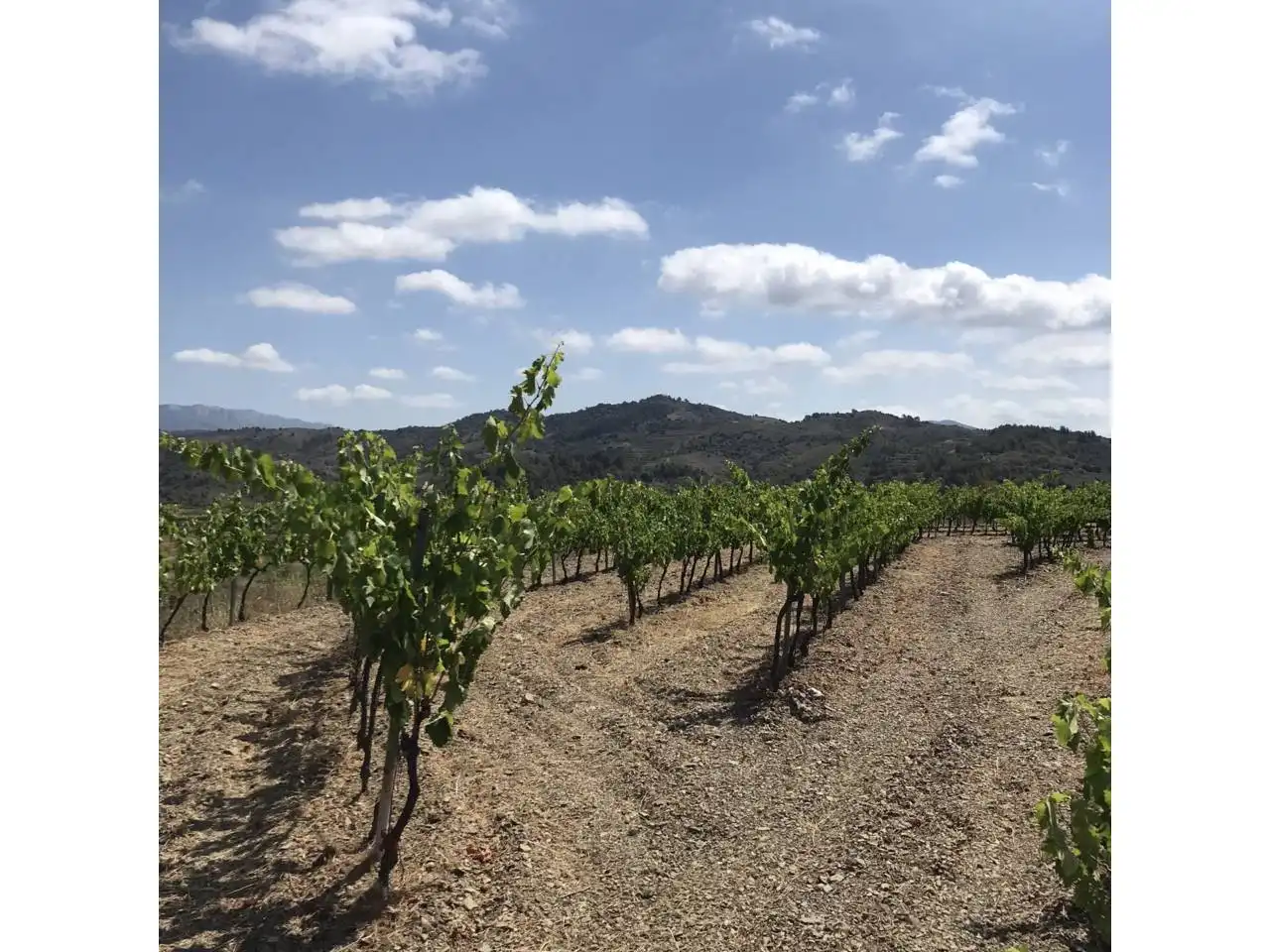 Rural land for sale in Calle Lloa, imagen 6