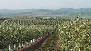 Terreno en Venta en A-92, 87 en Torreblanca