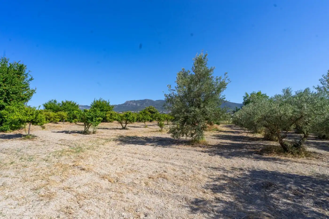 Rural land for sale in Centro, imagen 4