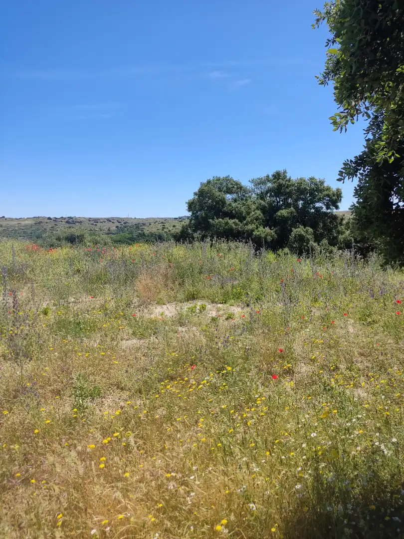 Land for sale in Navalcarnero