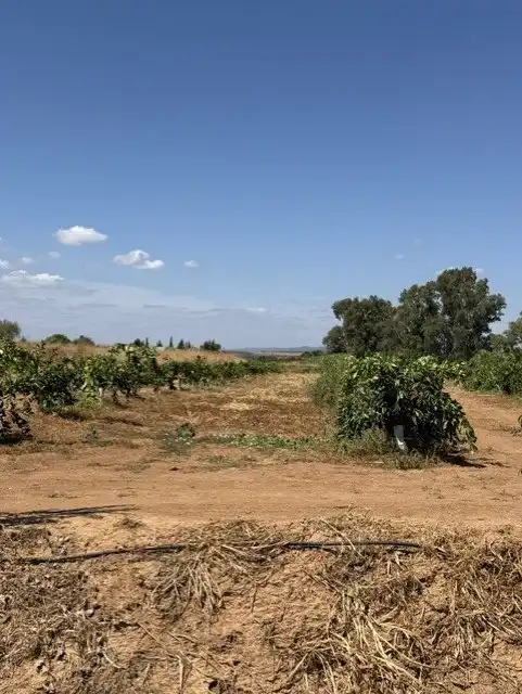 Terreny rústic en venda a Cantillana, imagen 12