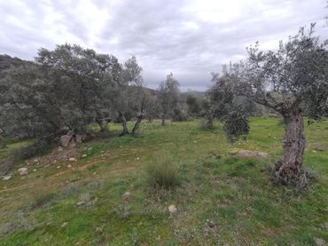 Terreno rustico in vendita a Villanueva del Rey
