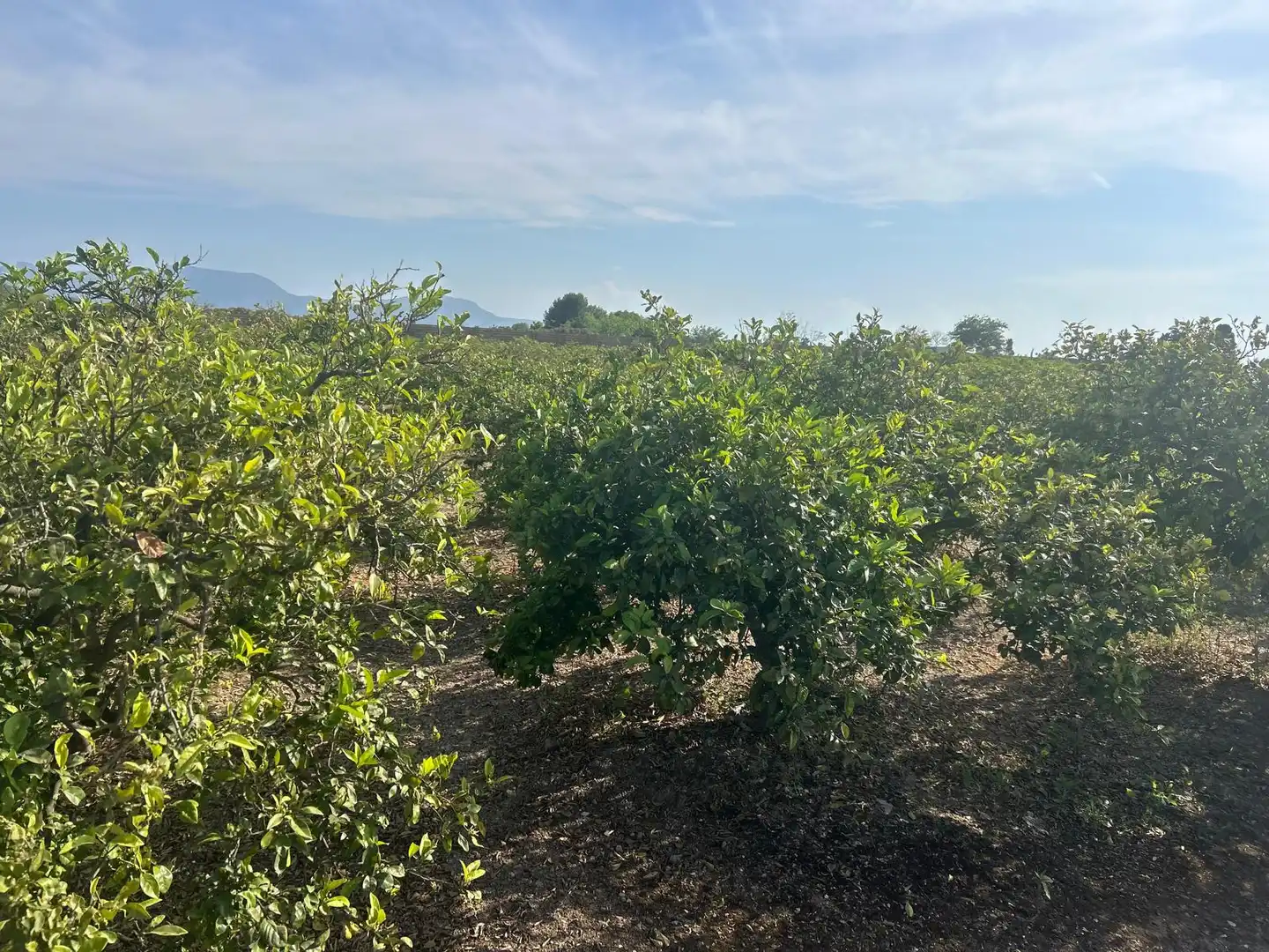 Rural land for sale in Carrer del Pou, imagen 6