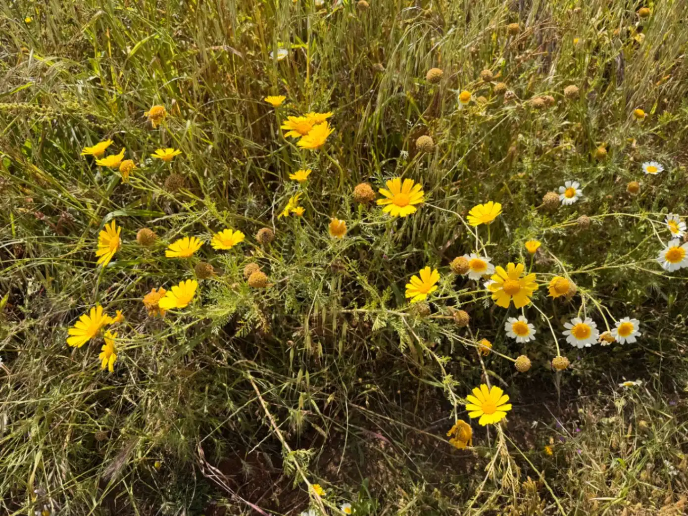 Jardí de Residencial en venda en Benissa