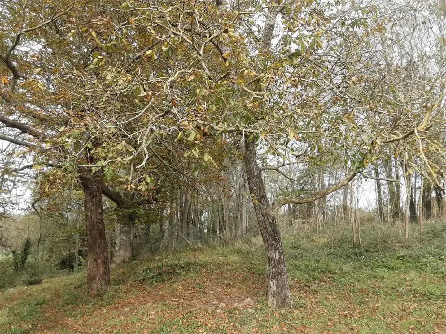 Terreno en venta en Oiartzun, Gipuzkoa