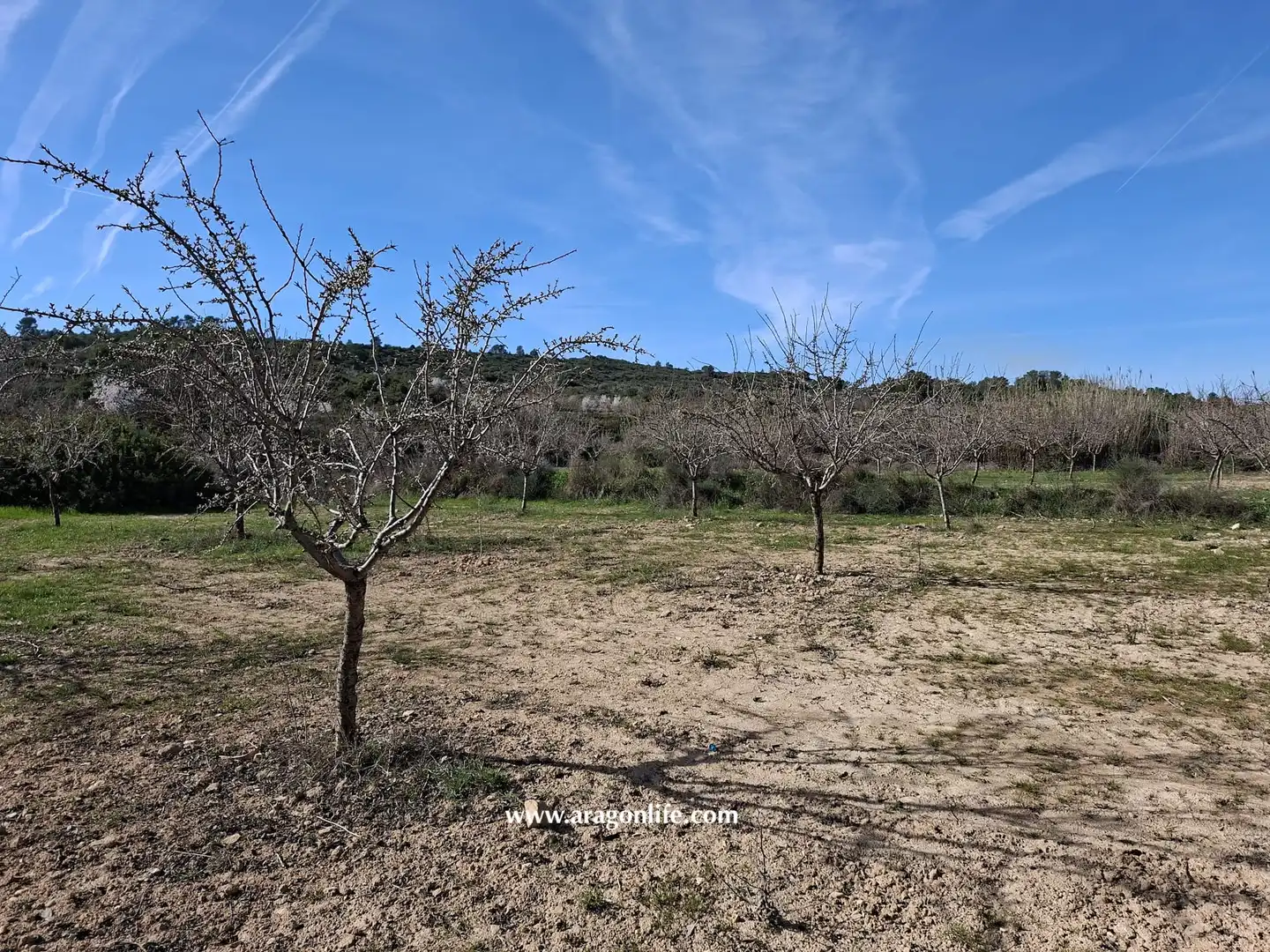 Land for sale in Fabara