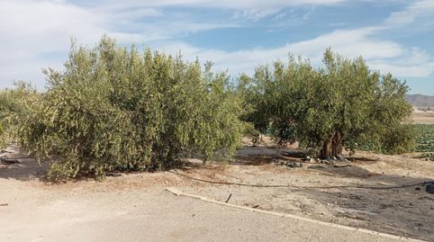 Foto 4 de Casa o chalet en venta en Camino Los Abades, Escucha, Lorca