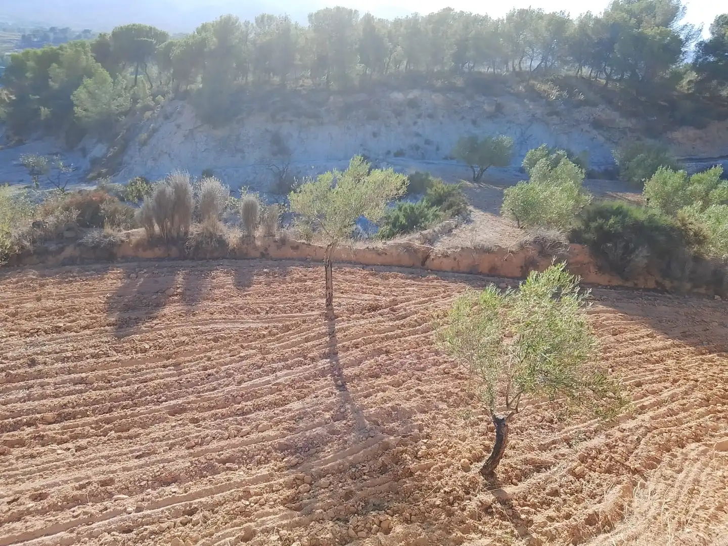 Terreny rústic en venda a Tibi, imagen 5