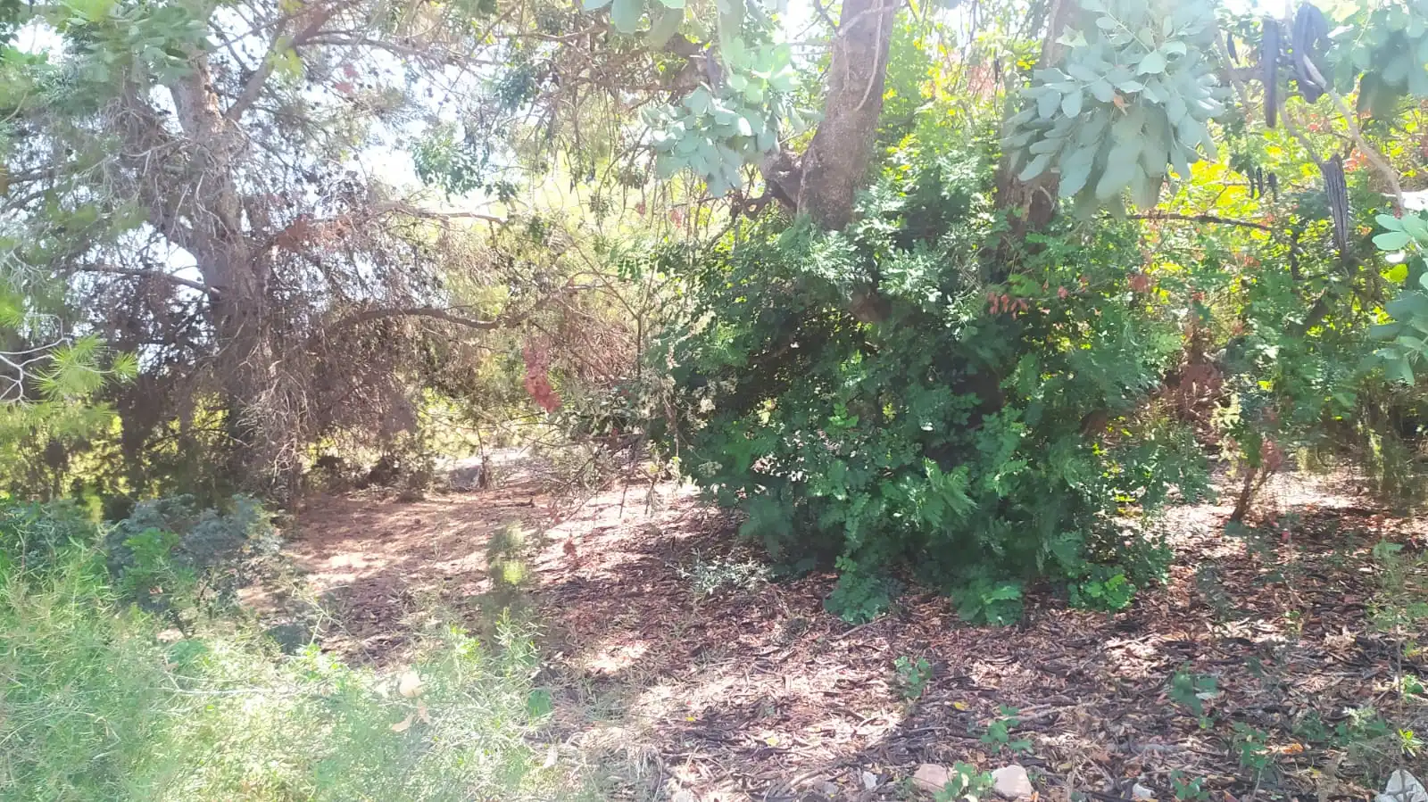 Rural land for sale in La Conarda - Montesano, imagen 2