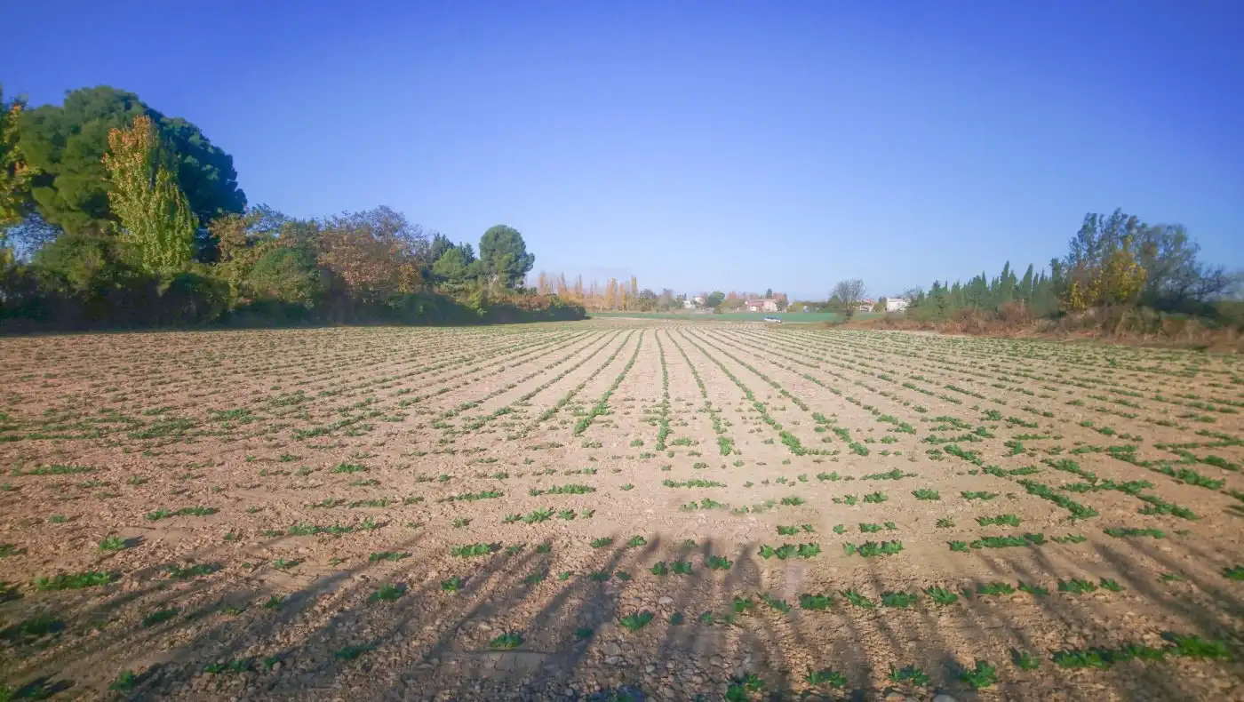 Terrain rustique à vendre à El Copao 163