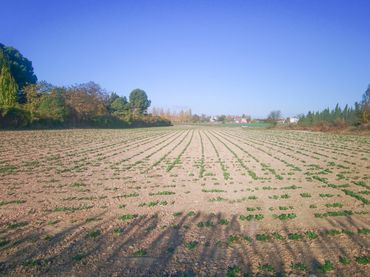 Terrain rustique à vendre à El Copao 163