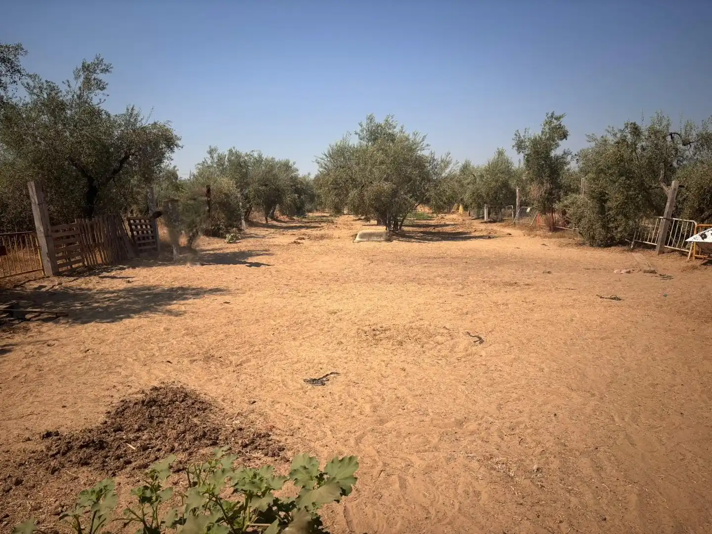 Finca rústica en venda en Huévar del Aljarafe amb Jardí privat, Traster i Piscina