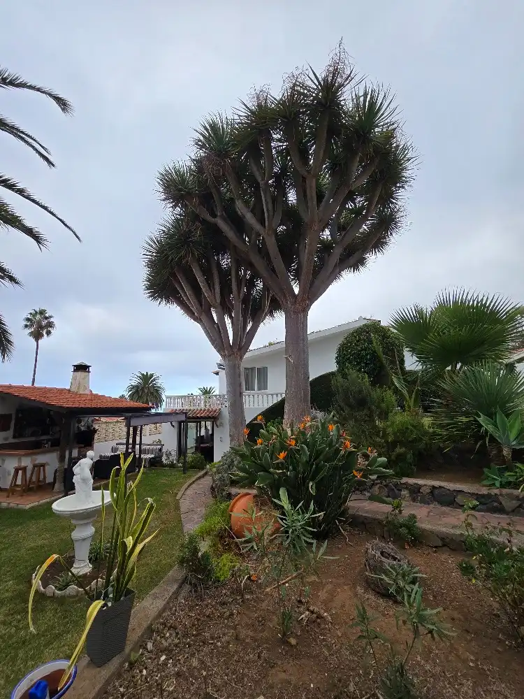 Jardí de Casa o xalet en venda en La Orotava amb Jardí privat, Terrassa i Traster