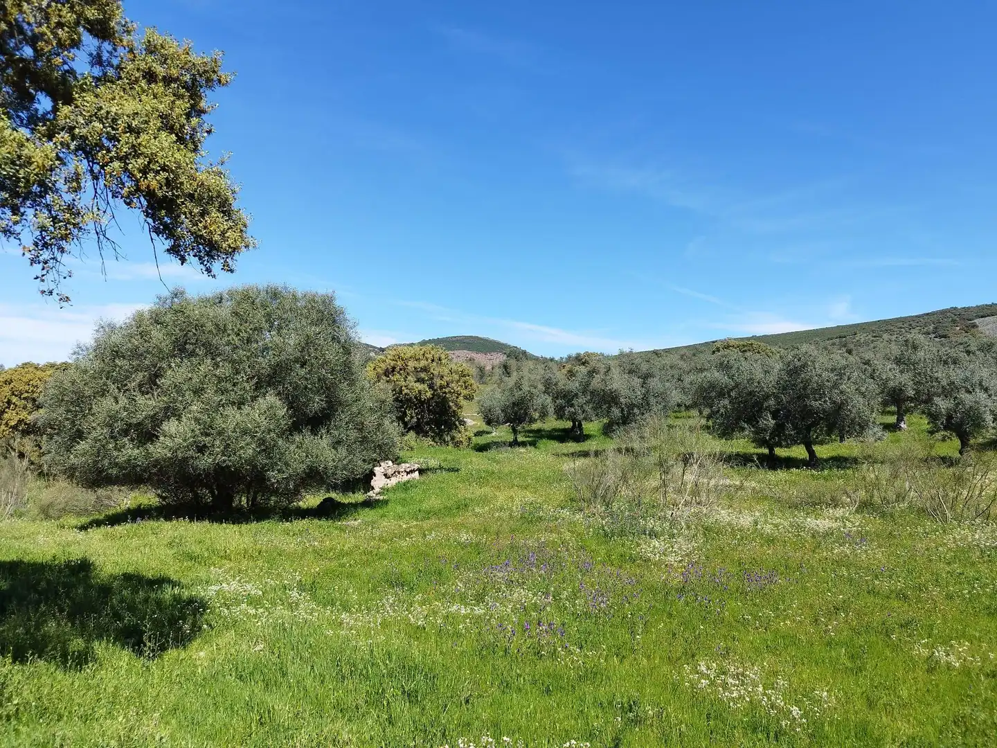 Terreni e lotti in vendita a 06430 Zalamea de la Serena, Spain, imagen 5