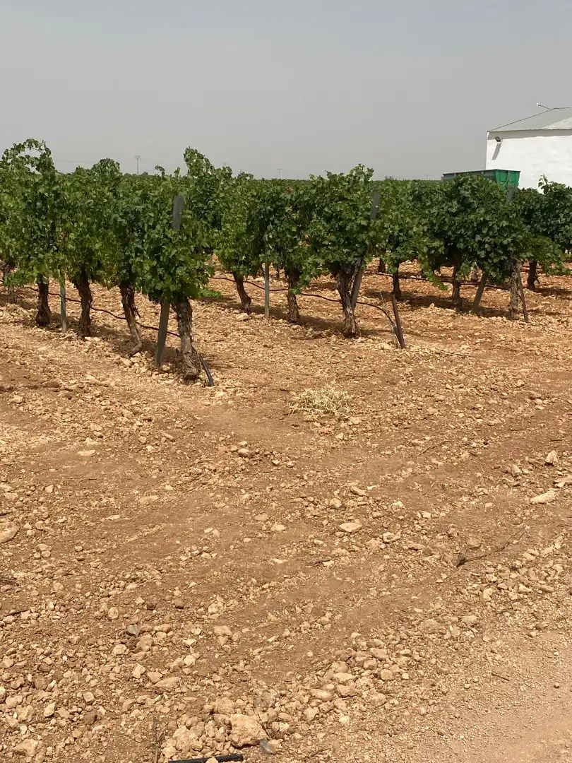 Terreno en venta en Socuéllamos