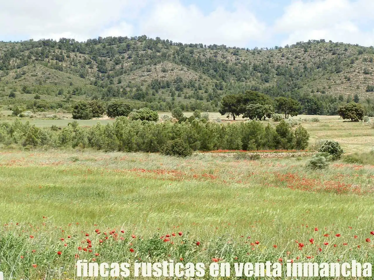 Terreni e lotti in vendita a Elche de la Sierra, imagen 13