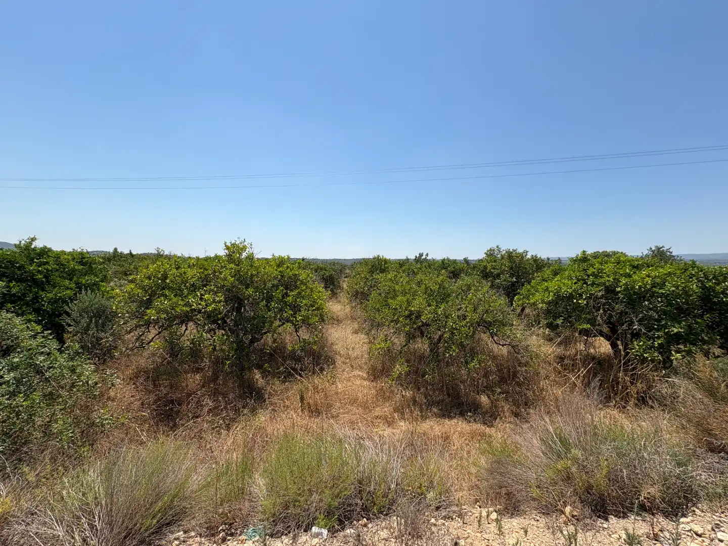 Land for sale in Vilamarxant