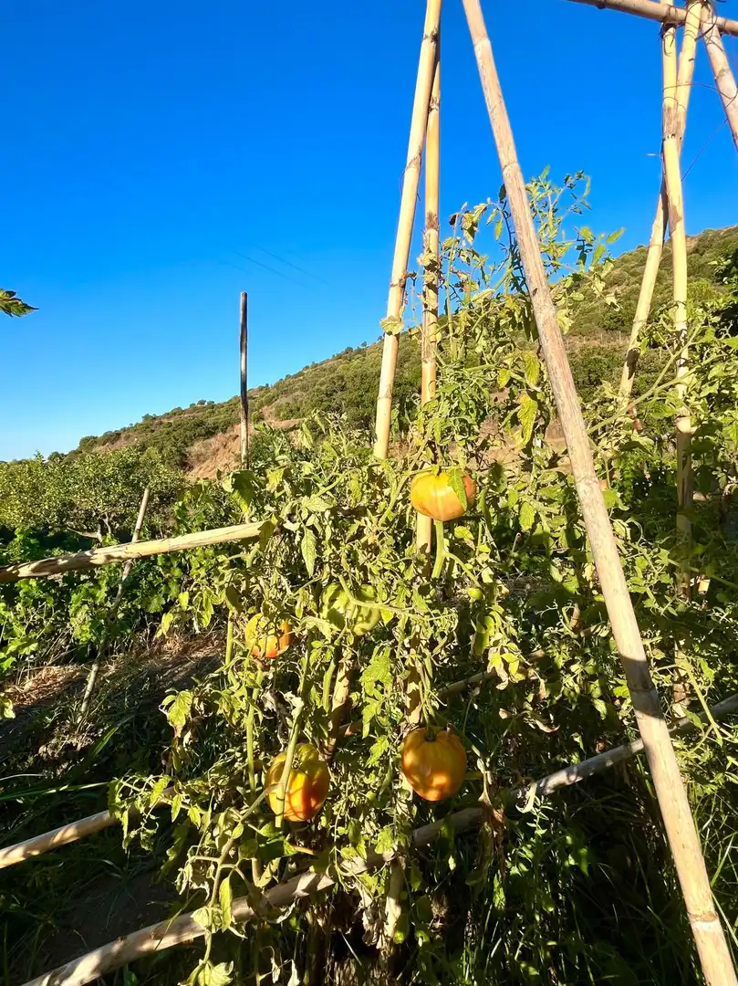 Finca rústica en venta en Altos de Estepona