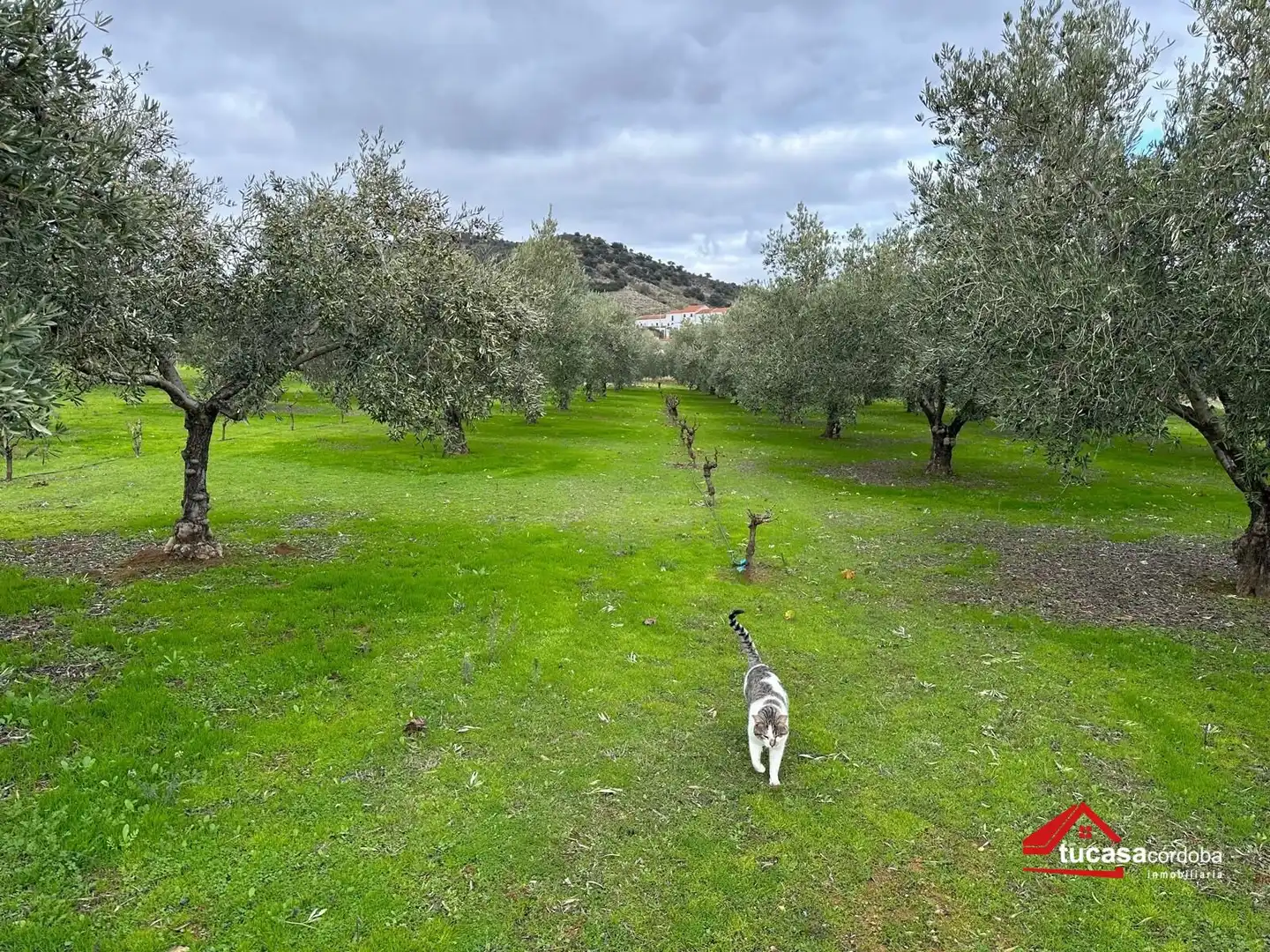 Terreno rustico in vendita a Villanueva del Rey, imagen 34