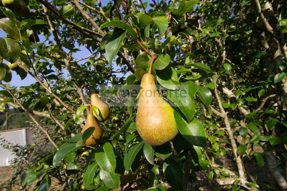 Jardí de Finca rústica en venda en Ortigueira amb Calefacció