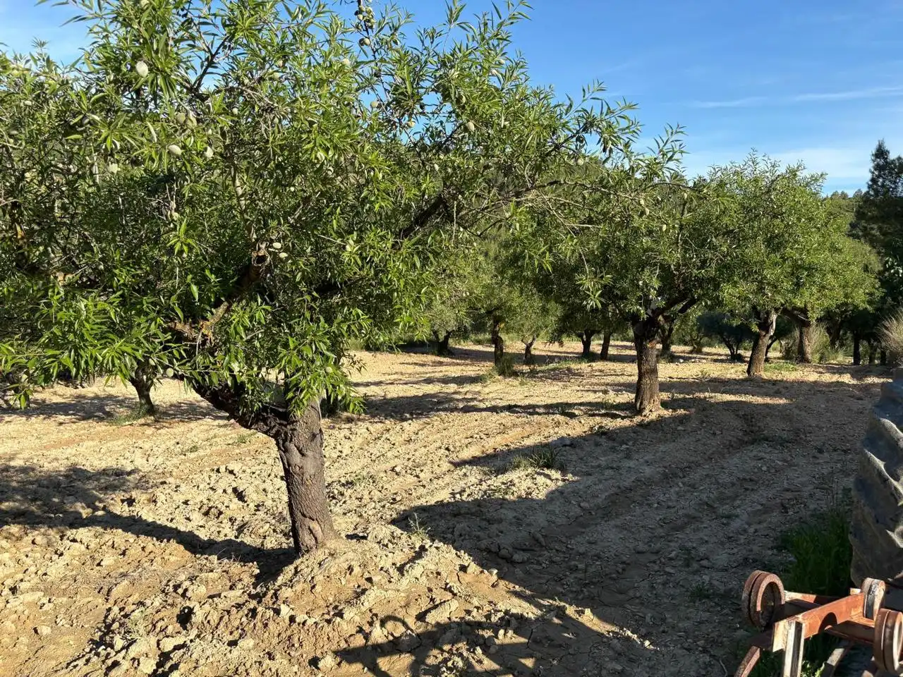 Finca rústica en venda en Buñol amb Jardí privat, Terrassa i Traster