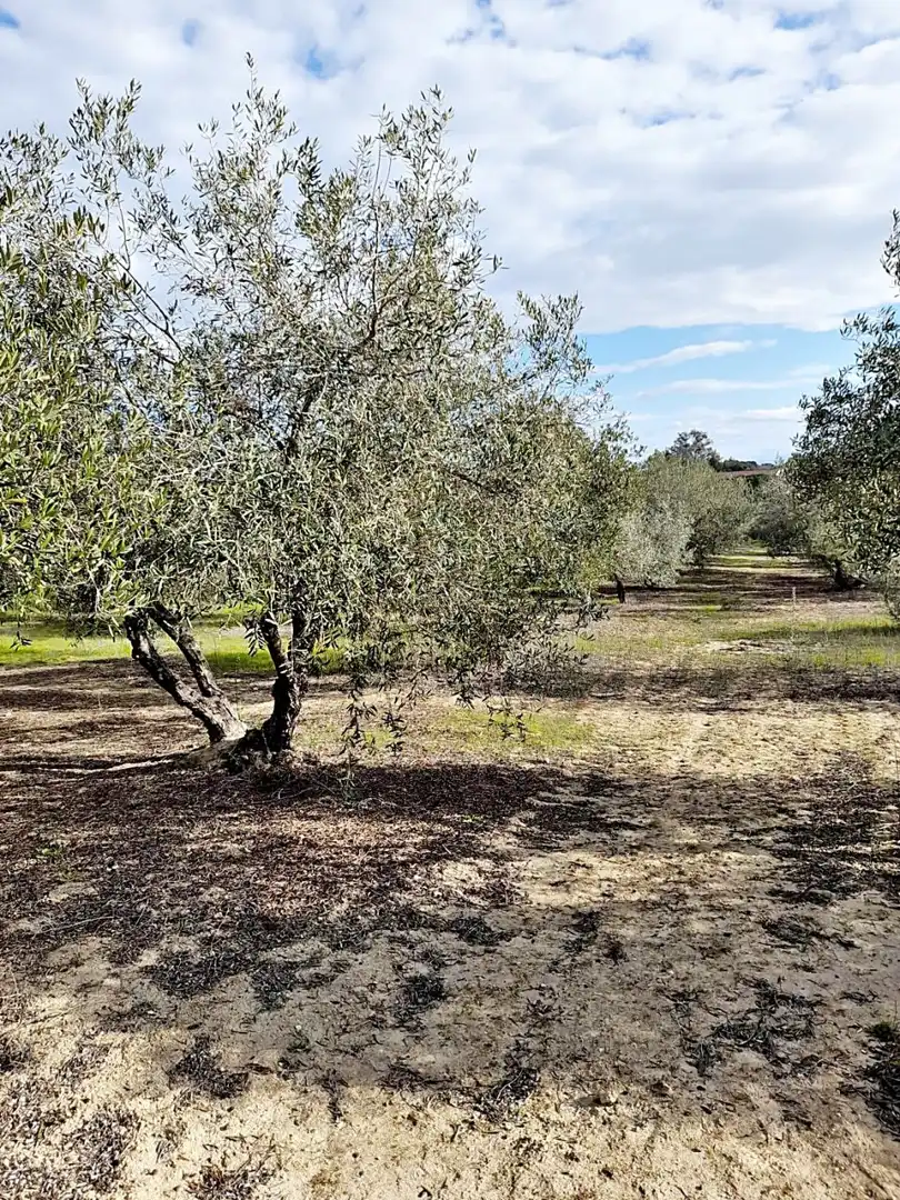 Terreni e lotti in vendita a El Retiro - Parque Atlántico - Ronda este, imagen 8