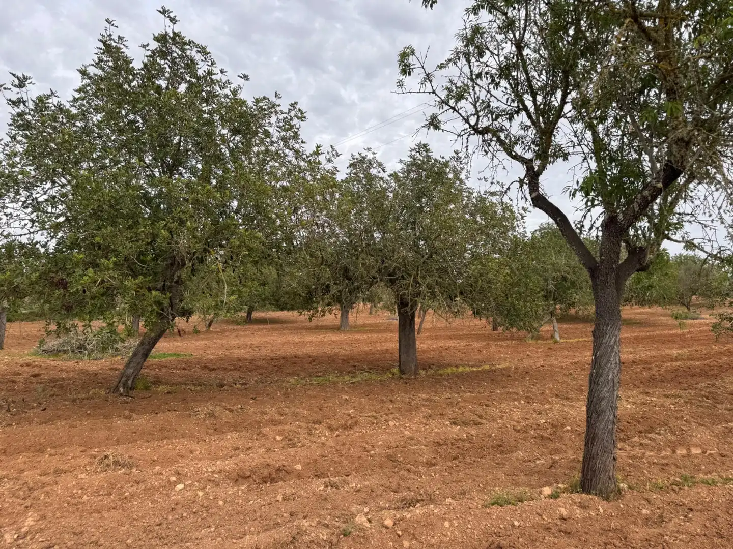 Rustikales Grundstück zum Verkauf in Camino Camí Vell de Porreres 2, imagen 32