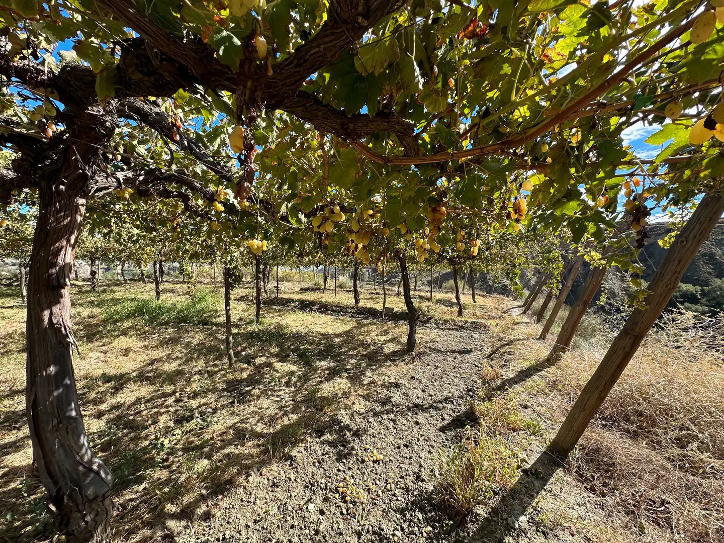 Vista exterior de Finca rústica en venda en Canjáyar amb Jardí privat, Terrassa i Traster